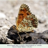 melitaea phoebe2 pyatigorsk male